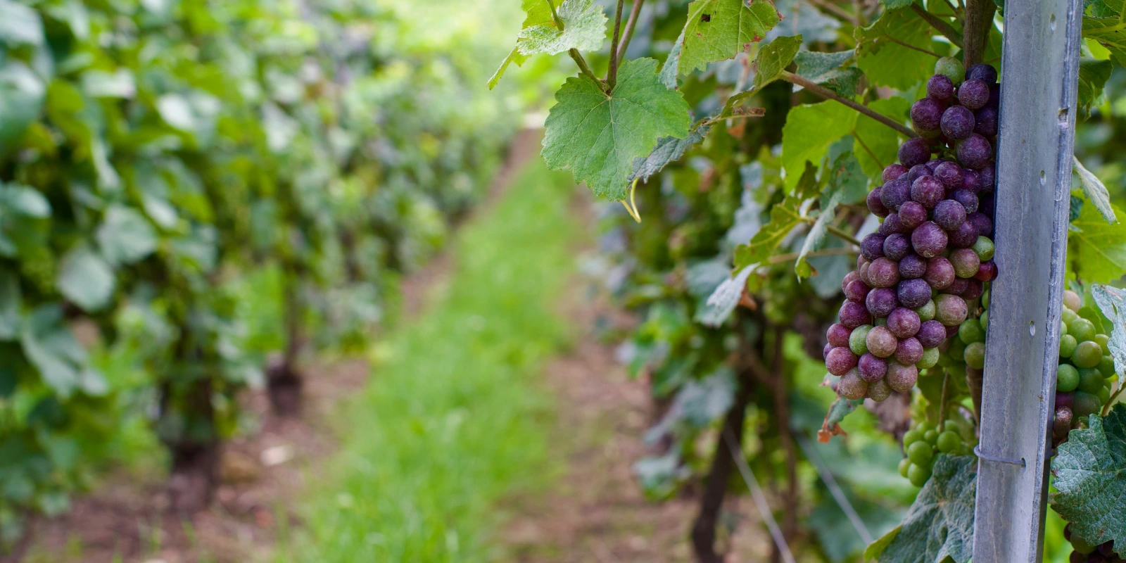 Licence 1 Géographie et Aménagement : Introduction aux Études